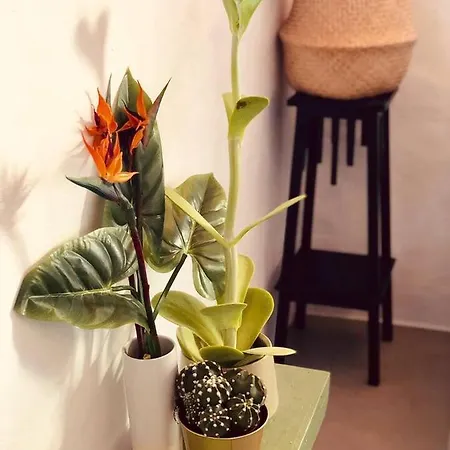 Balcon Botanico Holiday home *
